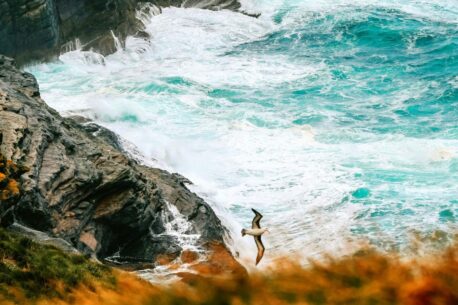 Le Isole Falkland sono un arcipelago nell'Atlantico Sud, noto per la sua fauna tra cui pinguini, foche e uccelli marini