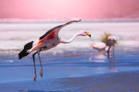 flamingo in Bolivia