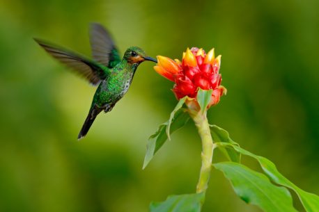 hummingbird Green-crowned Brilliant, Heliodoxa jacula, green bird