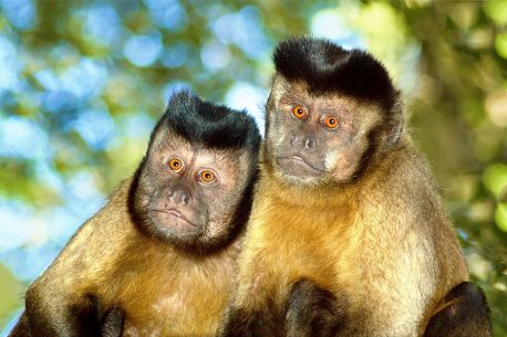 A Capuchin monkey pair sit