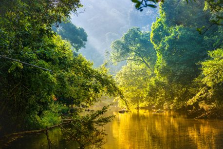 Amazing scenic view Tropical forest with jungle river