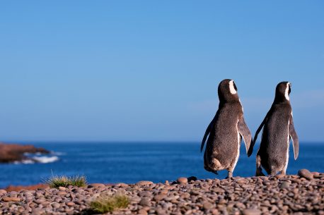 Argentina, Peninsula Valdes, Magellanic Penguin, Punta Tombo