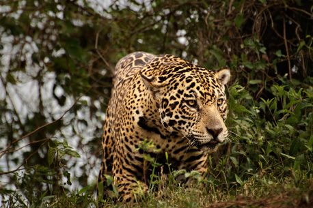 Jaguar on a riverbank in Pantanal