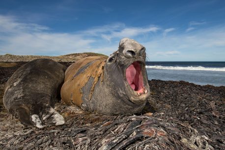 Male elephant seal roaring