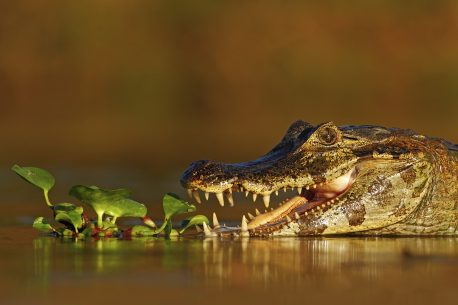 Portrait of Yacare Caiman in water plants