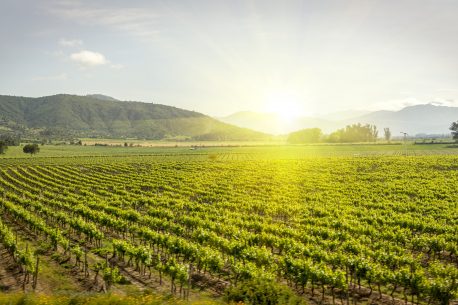 Wine vineyard field farm in Chile