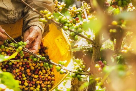 Raccolta di caffè nelle piantagioni colombiane.