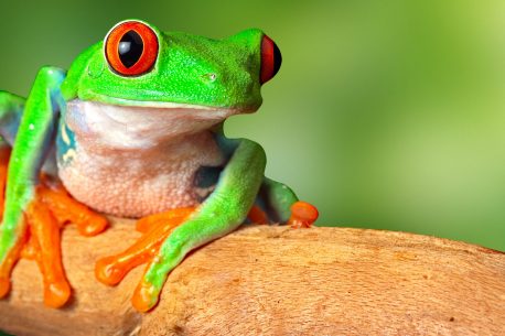 red eyed tree frog in tropical rain forest
