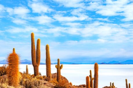 I cactus nel Salar de Uyuni crescono su isole di rocce, adattandosi a condizioni estreme di alta quota e alinità.