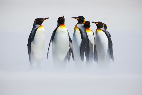 Group of six King penguins, Aptenodytes patagonicus in Falkland Islands.