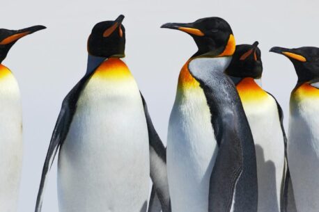 Gruppo di pinguini imperatore famosi per sopportare delle temperature estreme