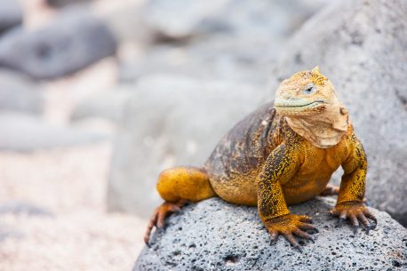 Land iguana endemic to the Galapagos islands