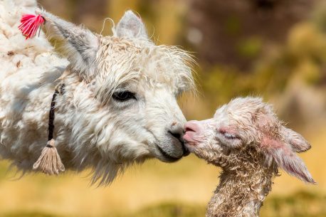 alpaca with baby on southern Altiplano