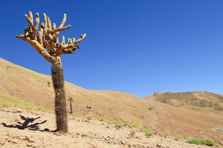 Arica Parinacota Cile