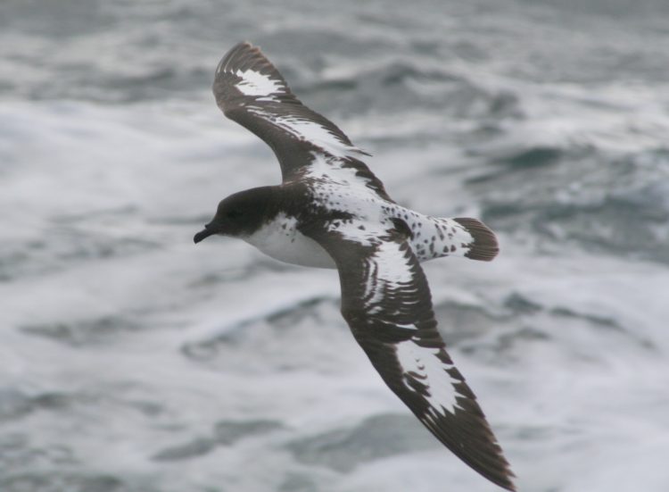 Cape Petrels Drake