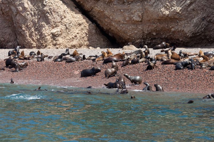 Colonia di leoni marini alle Islas Ballestas