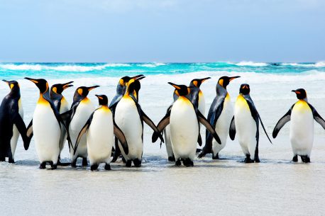 King Penguins at Volunteer Point Falklands