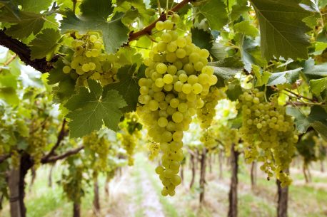 Vino argentino - uva