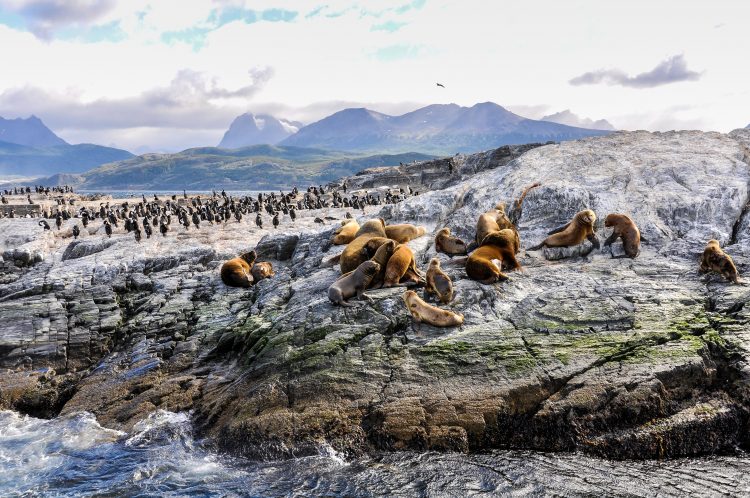 big group of seals and sea lions, Beagle Channel, Ushuaia