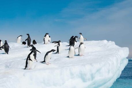 I pinguini "Pygoscelis" come il pinguino di Adelie e il pinguino di Gentoo abitano l'antartide e le sue isole.