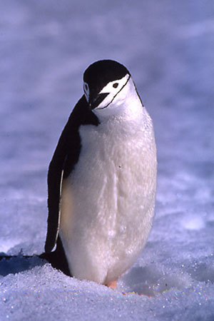 Pinguino pigoscelide