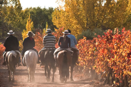 Una passeggiata a cavallo tra le vigne, combinando natura tradizione vinicola e gastronomia locale.