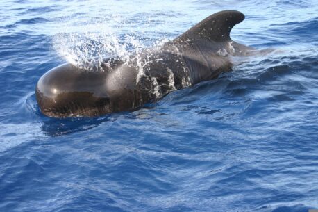 Balena in baja california