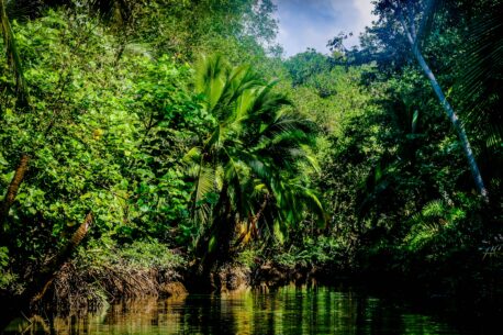 La palude di Tortuguero è una delle più famose, situata nella regione caraibica , è un'area di grande biodiversità con canali lagune e foreste umide.