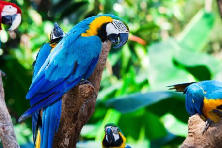 I pappagalli amazzonici come le ara sono colorati, intelligenti e vitali per l'ecosistema, ma minazcciati da deforestazione e bracconaggio.