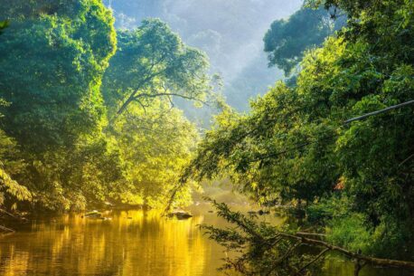 L'Amazzonia e la più grande foresta pluviale del mondo, ricca di biodiversità e fondamentale per il clima globale e l'ecosistema